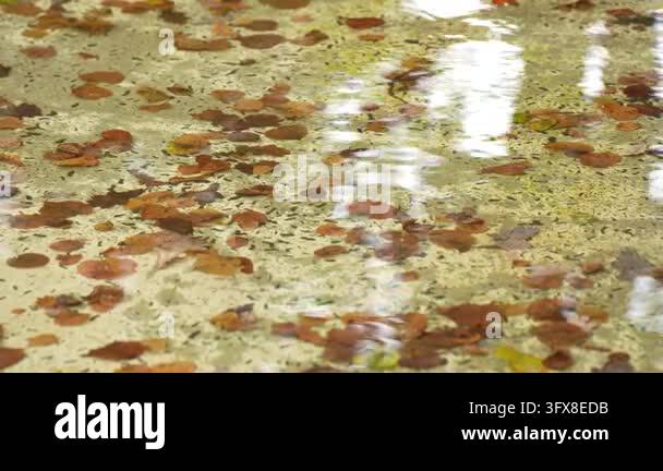 Distoreted Reflection Fallen leaves float in shallow water above a speckled basin floor as ...