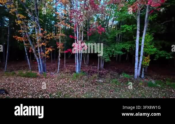 Leaves falling and blowing in the wind on a cold windy evening in ...