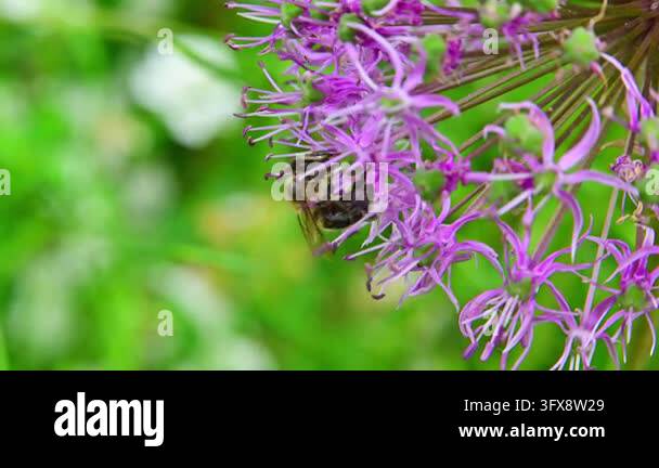 Honey bees (Apis mellifera) collect nectar and pollen from pink flowers ...