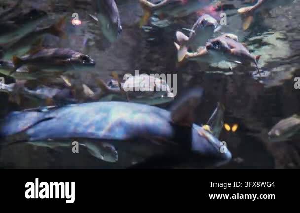 A school of reef fish with characteristic light-colored bodies and ...