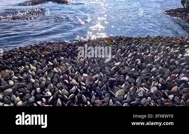 Phylum Moolusca A colony of Mediterranean mussels (Mytilus galloprovincialis, family ...