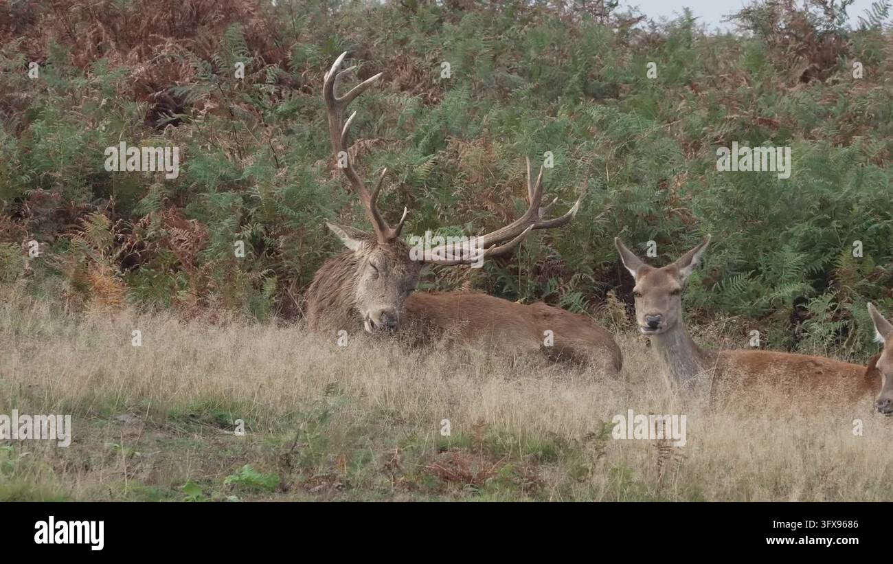 Deer in Bradgate Park, Leicestershire, during rutting season Stock ...