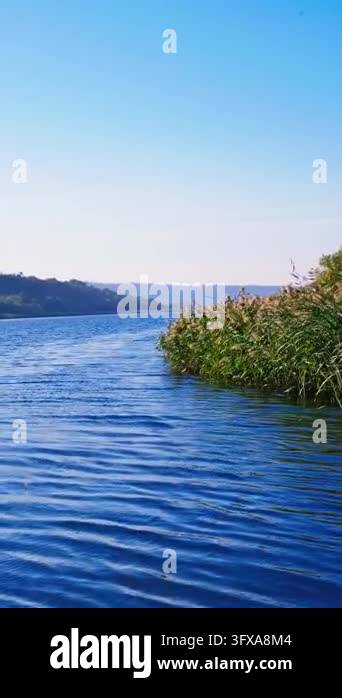Rivers With Ripples Vertical video of tall green reeds waving on a river bank with blue ...