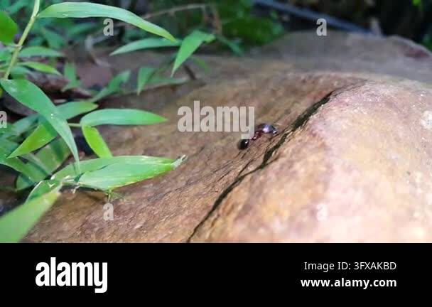 Bullet Ant Climbing on Rock in Tropical Rainforest. Close-up macro ...