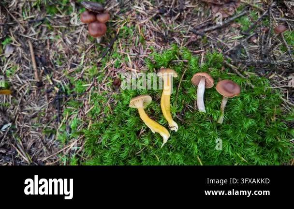 Toxic High Resolution Sign Cluster of wild winter mushrooms with brown-yellow caps and slender ...