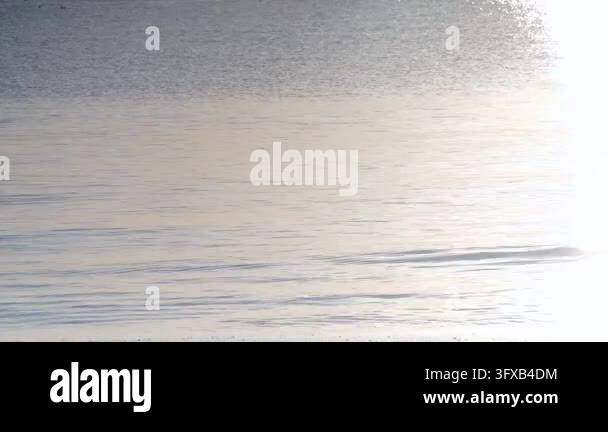 Water Ripple Effect 4k Water surface reflects sunlight creating a shimmering effect. Gentle ...