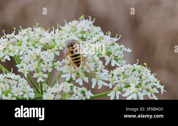 Close-up macro photograph of a yellow and black wasp feeding on a ...