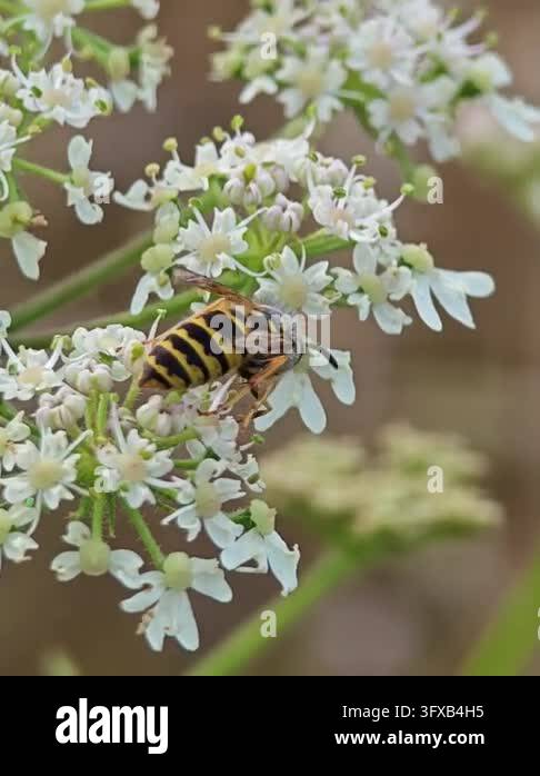 Close-up macro photograph of a yellow and black wasp feeding on a ...