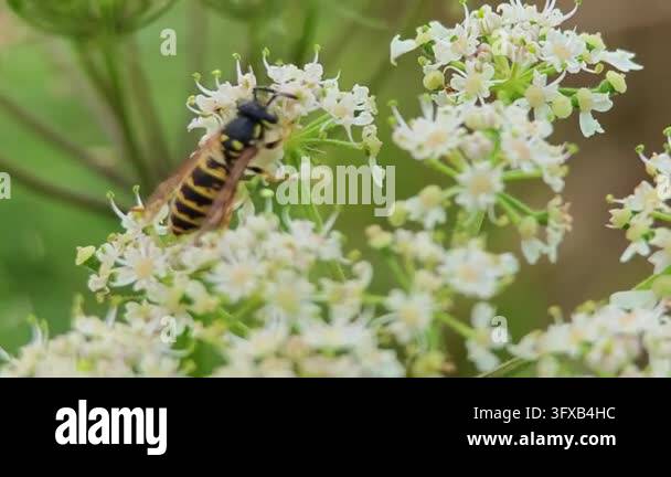 Close-up macro photograph of a yellow and black wasp feeding on a ...