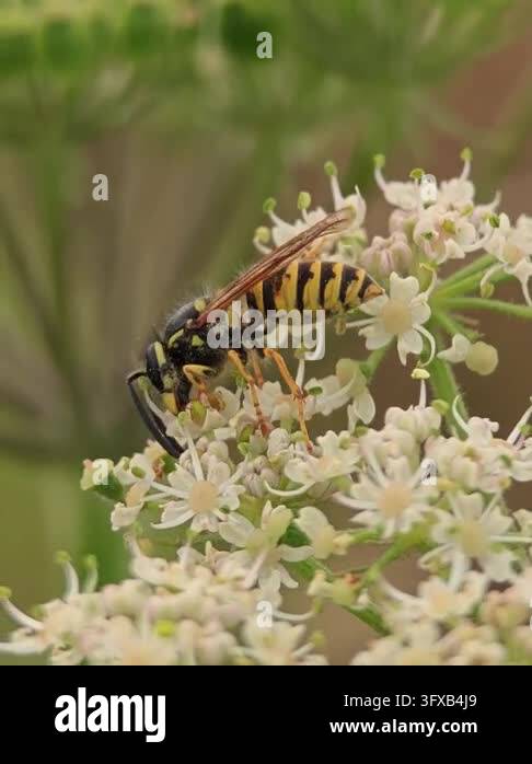 Close-up macro photograph of a yellow and black wasp feeding on a ...