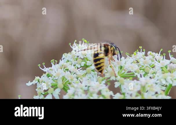 Close-up macro photograph of a yellow and black wasp feeding on a ...