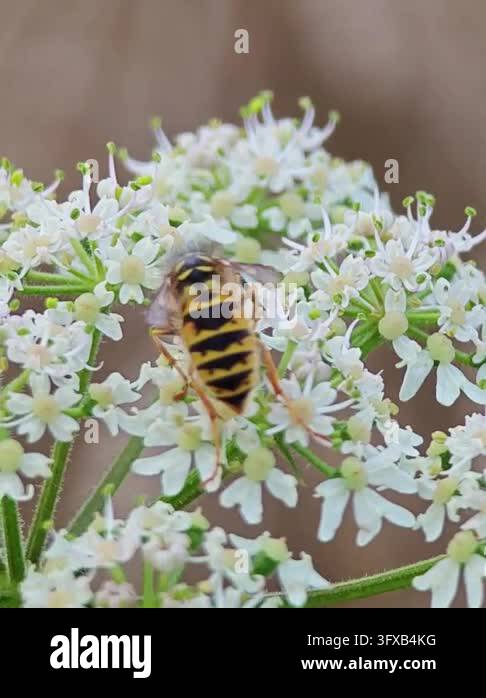 Close-up macro photograph of a yellow and black wasp feeding on a ...