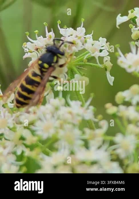 Close-up macro photograph of a yellow and black wasp feeding on a ...