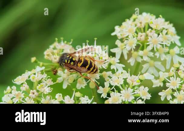 Close-up macro photograph of a yellow and black wasp feeding on a ...