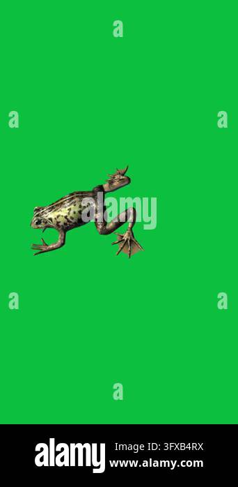 Simple Comp Pc Background Realistic common frog swimming against a chromakey green screen ...