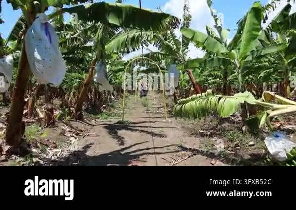 Tracking shot through a banana plantation with ripe bunches covered in ...