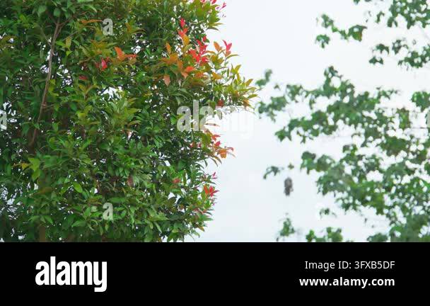 Green tree branches with red leaves outdoors Stock Video Footage - Alamy