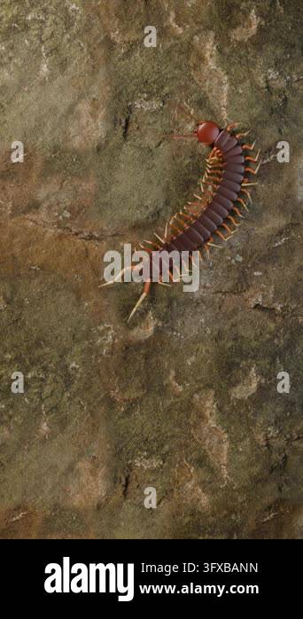 Brown scolopendra centipede with orange legs crawling along a textured ...