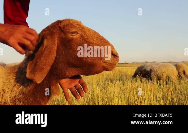 Liver fluke in sheep with submandibular edema, examined by a ...