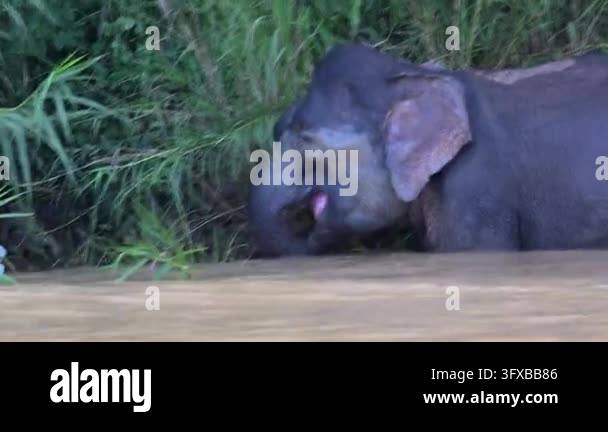 Kinabatangan, also named Kota Kinabatangan, is the capital of the ...