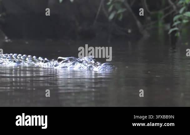 Kinabatangan, also named Kota Kinabatangan, is the capital of the ...