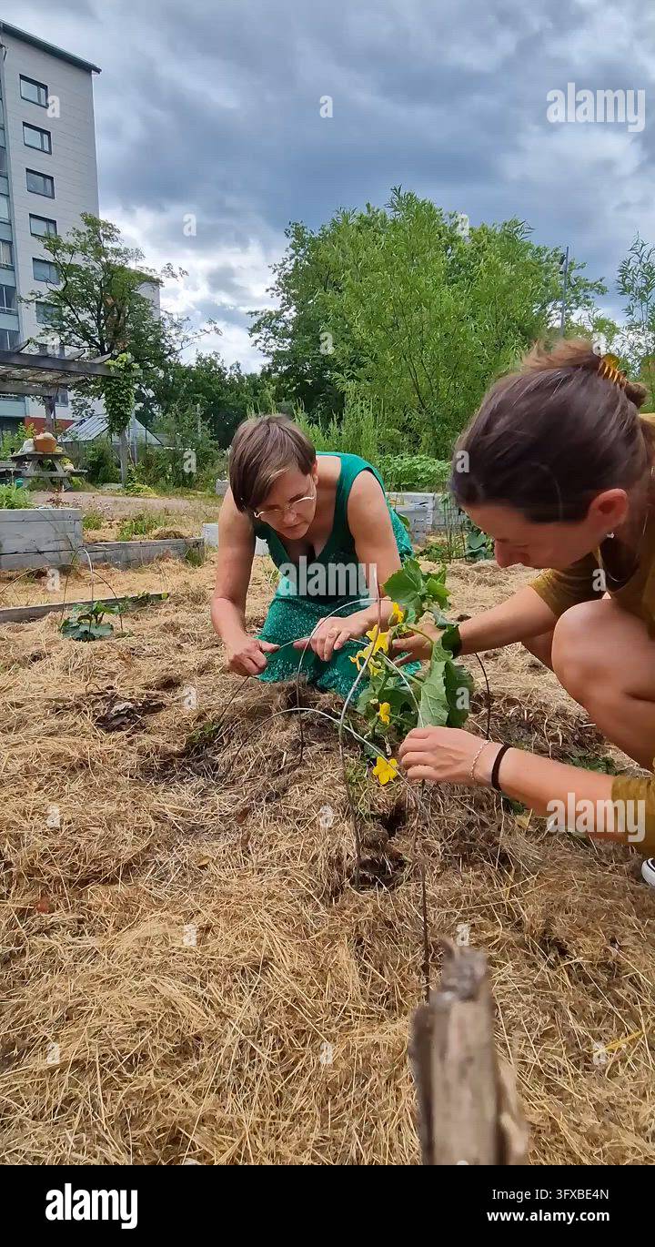 Two Women Tending Plants in an Urban Community Garden Stock Video ...