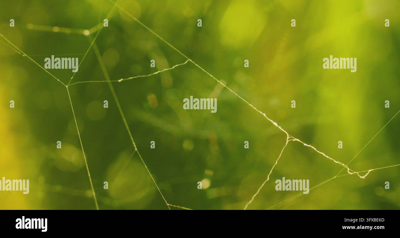Temple Rack Focus rack through spider web Stock Video Footage - Alamy