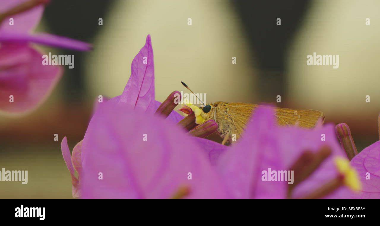 Insect pollinating flower Stock Video Footage - Alamy