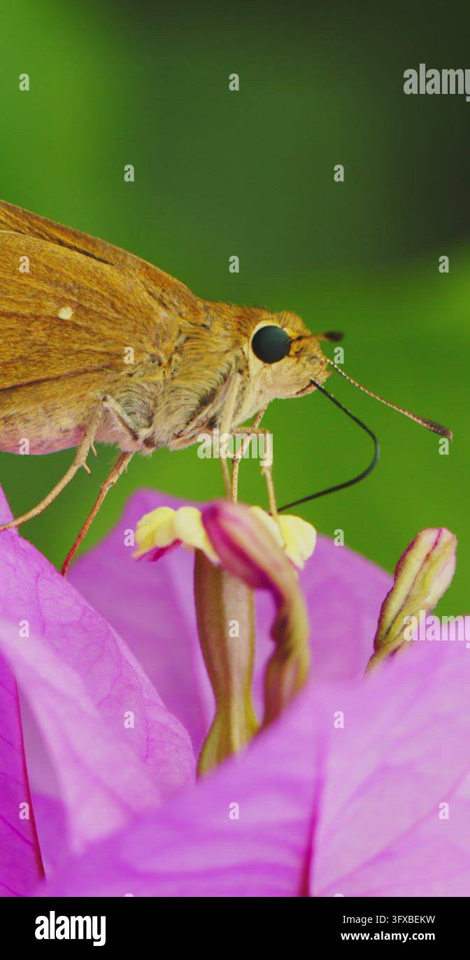 Insect pollinating flower Stock Video Footage - Alamy