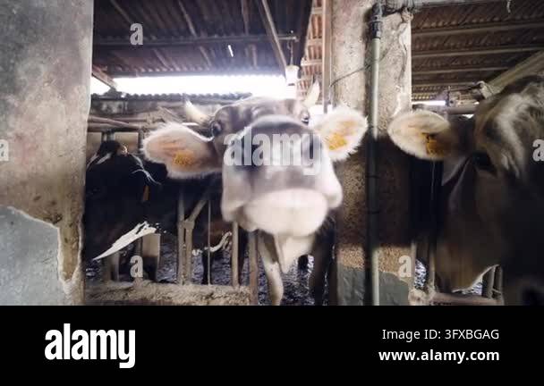 Close up of a curious brown dairy cow with horns inside a barn. The ...