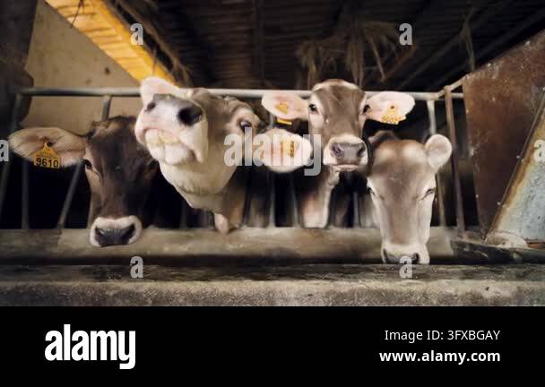 Several curious brown Swiss cows looking at the camera and eating from ...