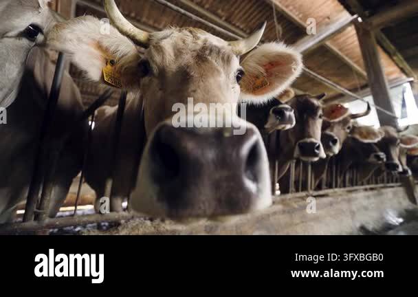 Close up of a cow looking at the camera. A herd of cattle is inside a ...