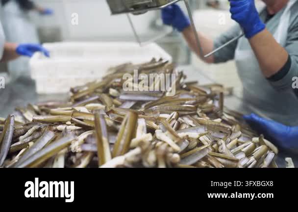 Processing Female Employee Group of female workers in a seafood cannery processing fresh razor ...