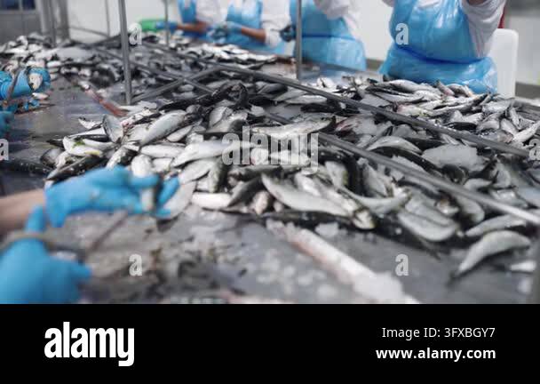 Factory Work Vector Factory workers sorting and cleaning fresh sardines on a stainless ...