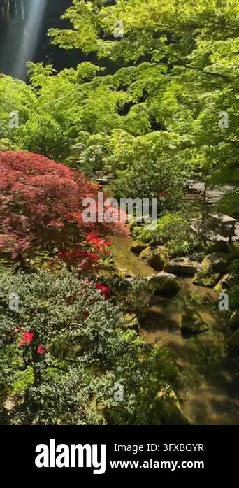 Rocky Stream Vector Sunlight filters through lush Japanese maple foliage above a mossy ...