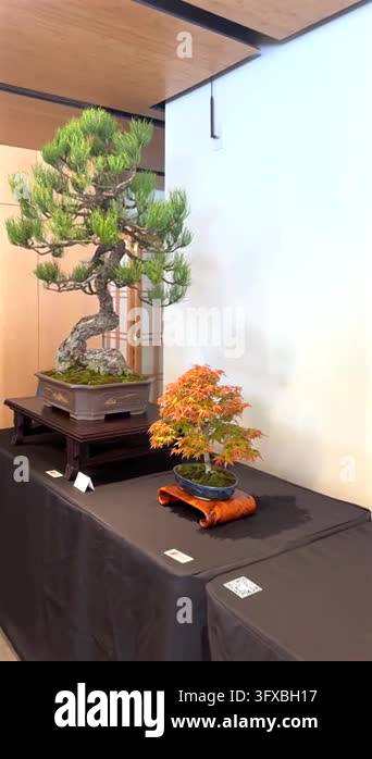 Miniature pine and Japanese maple bonsai trees with contrasting green ...