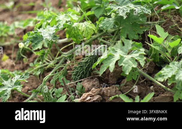 A green bitter melon growing on a leafy vine in soil Stock Video ...