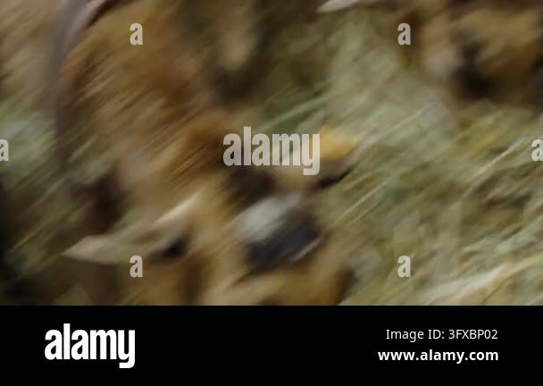 Close-up of a young goat with brown and black fur eating hay in a barn ...