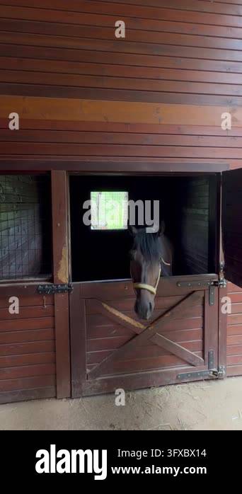 Horse peers over half-door, then lowers head into view as body shifts ...