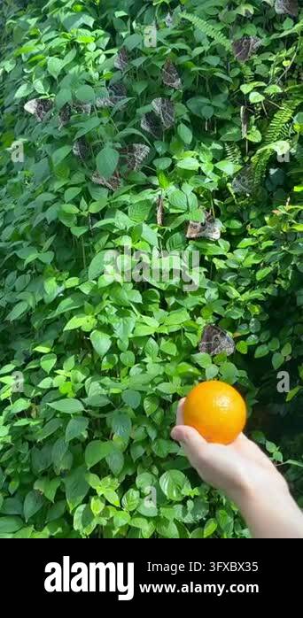 Bright orange fruit held in foreground as brown butterflies with eye ...