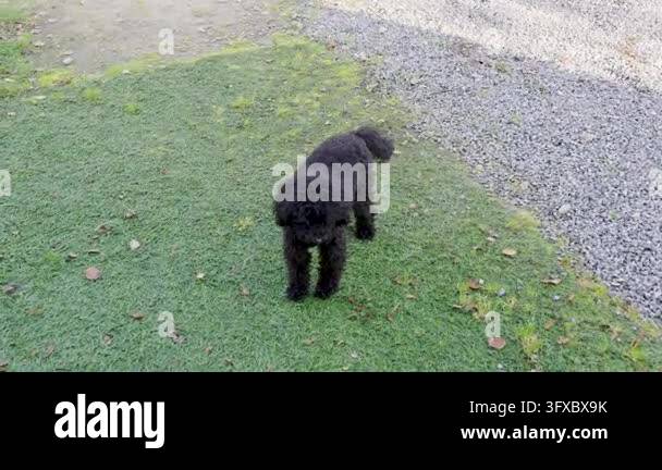Black toy poodle moves slowly over mossy grass beside a gravel driveway ...