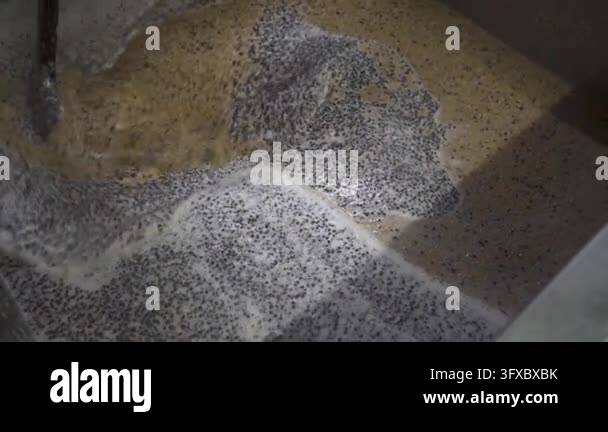 Beer Producing Process Malt grains and foamy hot water move as a metal paddle stirs the ...