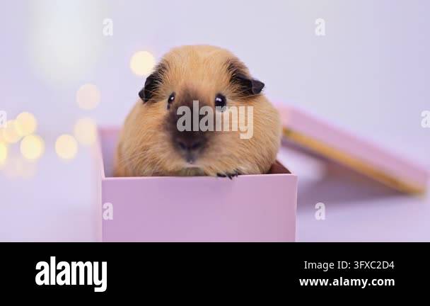 The framing gradually tightens on a guinea pig facing the camera from a ...