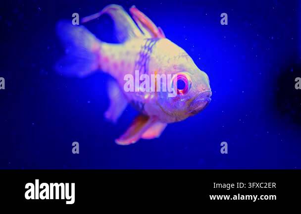 A pajama cardinalfish hovers in blue aquarium water, showing a red eye ...