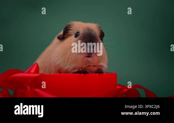 A beige guinea pig holds a front-facing pose in a red box with curled ...