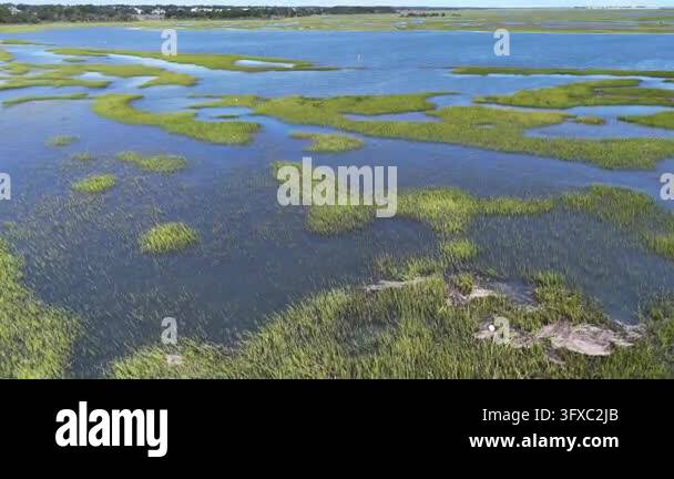 Picturesque aerial view flying over a vibrant green coastal salt marsh ...