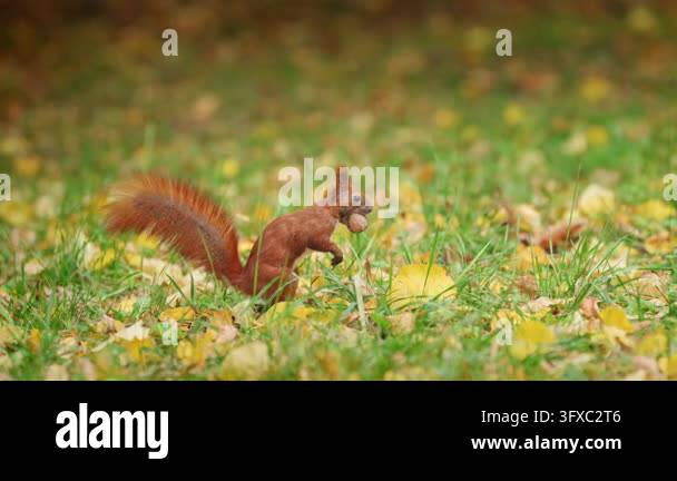 A red squirrel pauses upright with a nut, then turns and lowers its ...