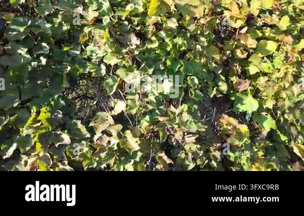 First-person POV walking along a narrow rural dirt road between garden ...