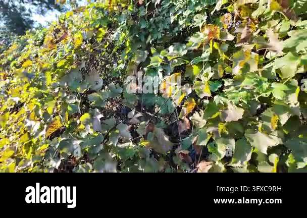 First-person POV walking along a narrow rural dirt road between garden ...