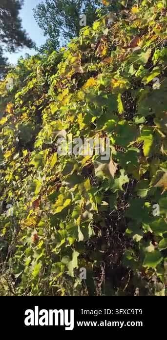 First-person POV walking along a narrow rural dirt road between garden ...